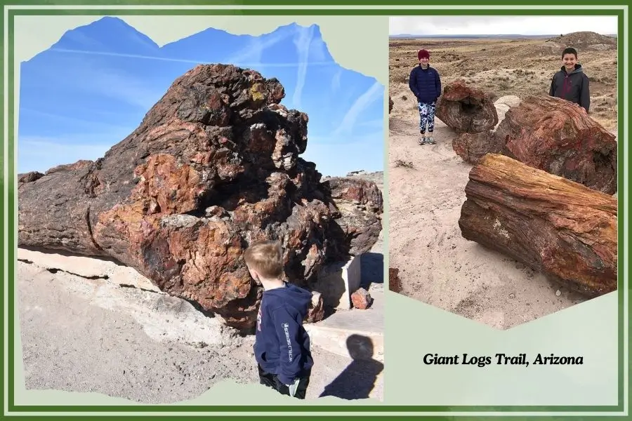Colorful petrified wood at Giant Logs Trail, Arizona